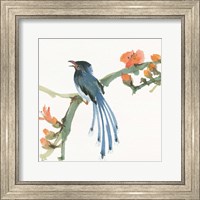 Framed Formosan Blue Magpie