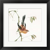 Framed Mountain Bush Warbler