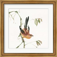 Framed Mountain Bush Warbler