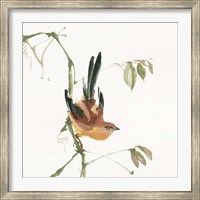 Framed Mountain Bush Warbler