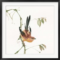 Framed Mountain Bush Warbler