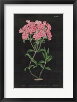 Framed Botanical on Black Chart VI