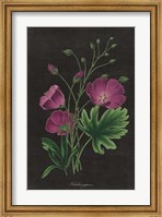 Framed Botanical on Black Chart XIII
