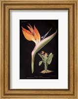 Framed Strelitzia Reginoe on Black