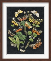 Framed Butterfly Bouquet on Black IV