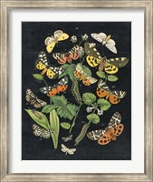Framed Butterfly Bouquet on Black IV