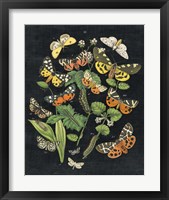 Framed 'Butterfly Bouquet on Black IV' border=