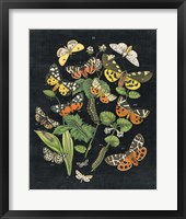 Framed 'Butterfly Bouquet on Black IV' border=