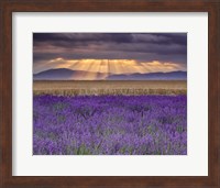 Framed Sunbeams over Lavender