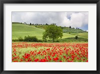 Framed Tuscan Poppies
