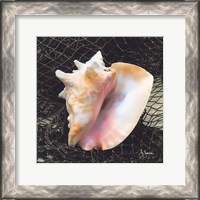 Framed Conch with Net