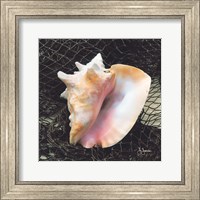 Framed Conch with Net