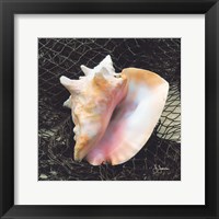 Framed Conch with Net