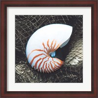 Framed Nautilus with Net