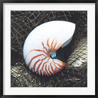 Framed Nautilus with Net