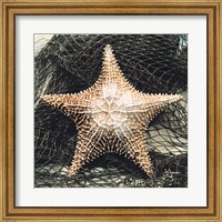 Framed Starfish with Net