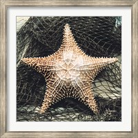 Framed Starfish with Net