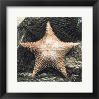 Framed Starfish with Net