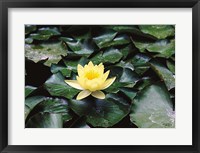 Framed Water Lilly
