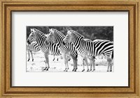 Framed Trio of Zebras