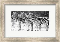 Framed Trio of Zebras