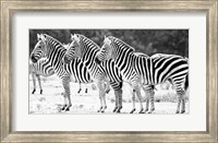 Framed Trio of Zebras