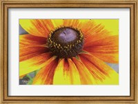 Framed Yellow Flower