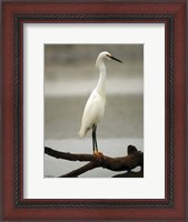 Framed Egret