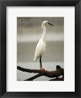 Framed Egret