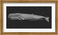 Framed Inverted Whale I