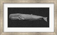Framed Inverted Whale I