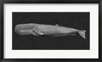 Inverted Whale I Framed Print