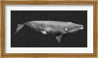Framed Inverted Whale II
