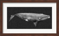 Framed Inverted Whale II