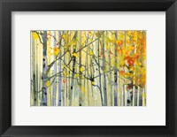 Framed Autumn Birches