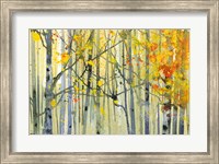 Framed Autumn Birches