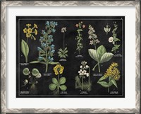 Framed Botanical Floral Chart I Black and White