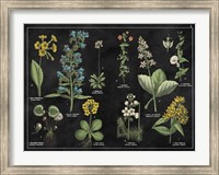 Framed Botanical Floral Chart I Black and White