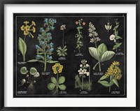 Botanical Floral Chart I Black and White Framed Print