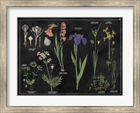 Framed Botanical Floral Chart II Black and White