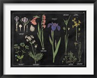 Framed Botanical Floral Chart II Black and White