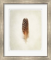 Framed Feather I