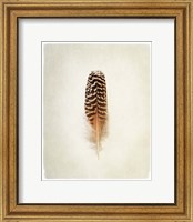 Framed Feather I