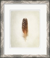 Framed Feather I