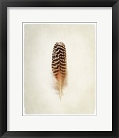 Framed Feather I