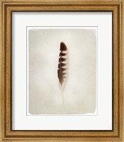 Framed Feather IV