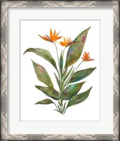 Framed Bright Bromeliad