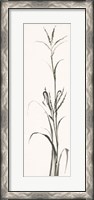 Framed Gray Grasses IV
