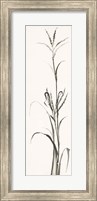 Framed Gray Grasses IV