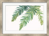 Framed Ferns I Square